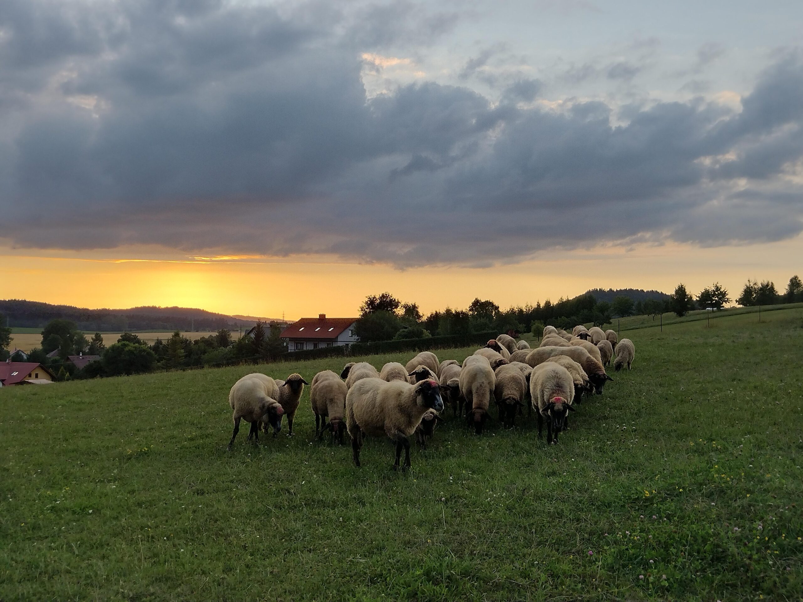 Datenschutzerklärung